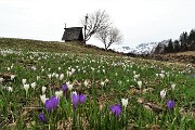 04 Crocus bianchi e violetti in fiore ai prati della Pigolotta